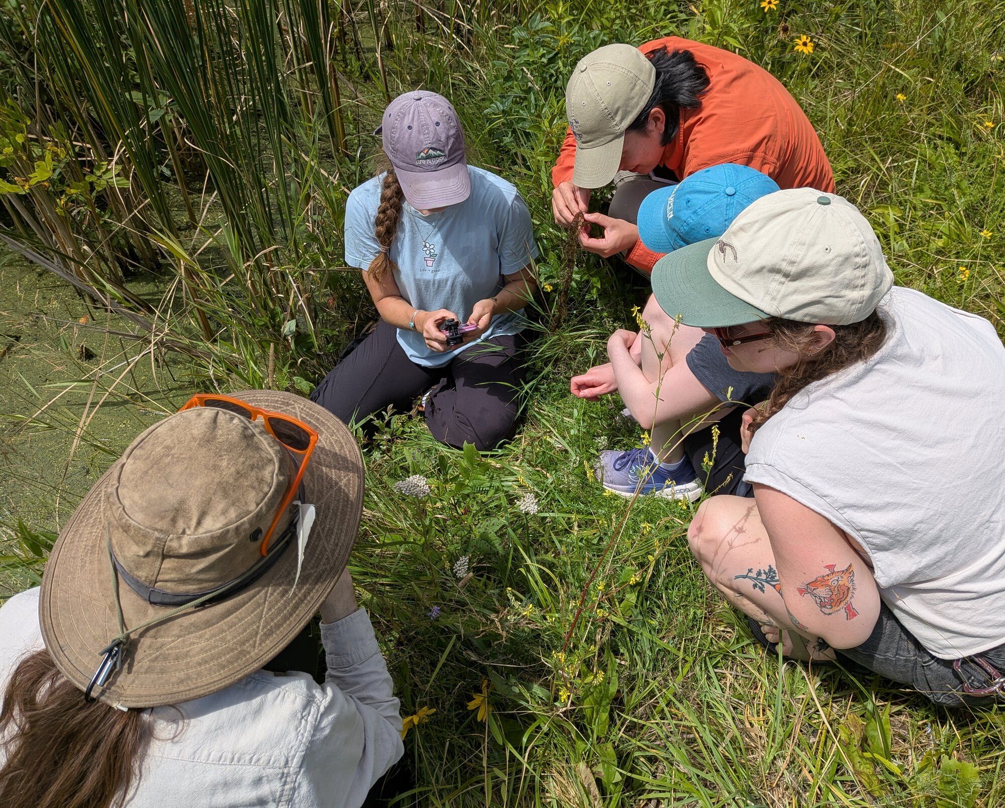 The lab crouched in a wet meadow examining a bladderwort plant