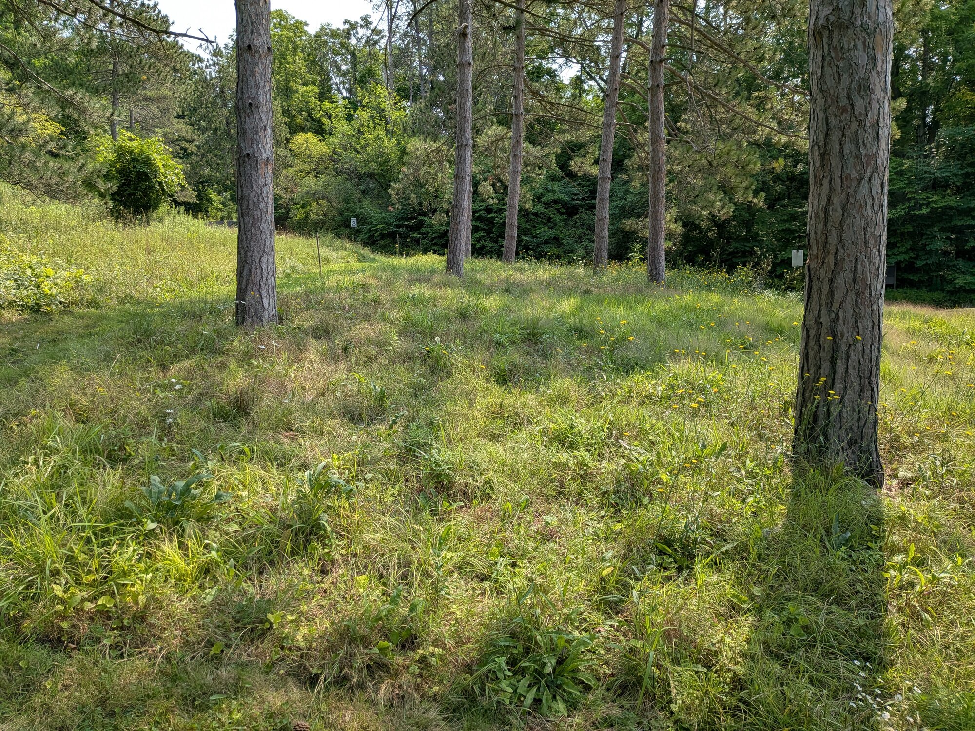 Native lawn test plot at Cornell Botanic Gardens, grassy understory beneath pines