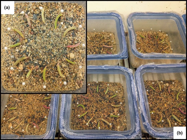 mycorrhizal.jpg